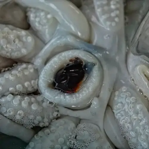 八爪鱼嘴巴2019年5月 台湾金门慈湖轨条砦,用废弃的火车铁轨制成,以45