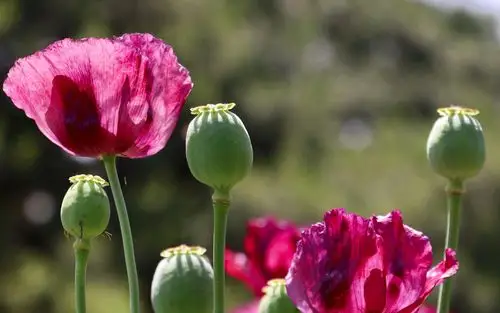清新唯美罂粟花图片桌面壁纸-植物壁纸-手机壁纸下载-美桌网