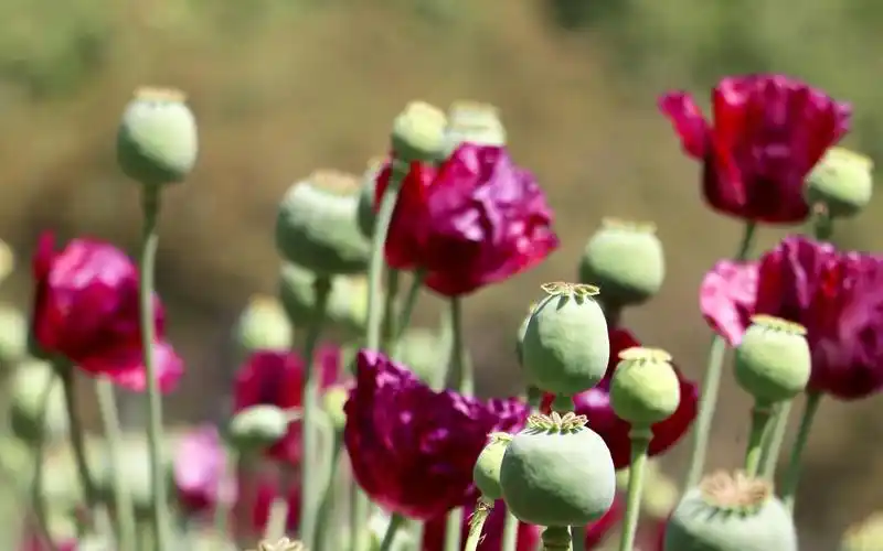 清新唯美罂粟花图片桌面壁纸-植物壁纸-手机壁纸下载-美桌网