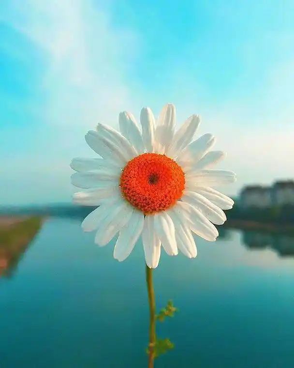 每天保持好心态的说说积极向上愿你心向阳光