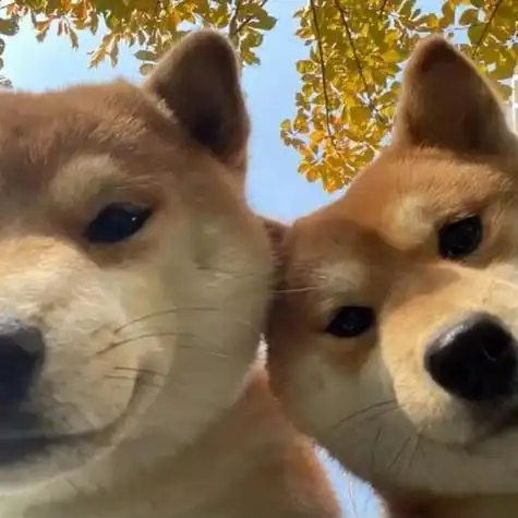 狗狗情侣头像一左一右图片大全 最近很火的狗头cp情头