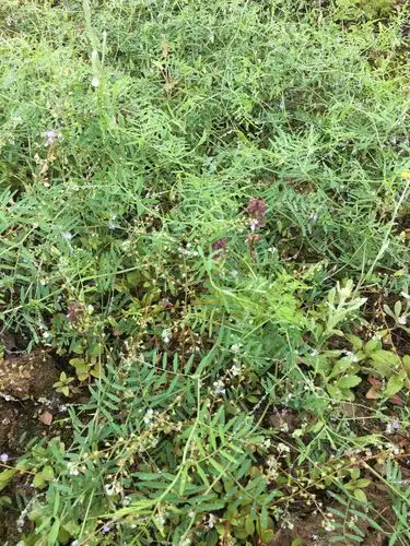 四籽野豌豆  有平胃明目之功效.