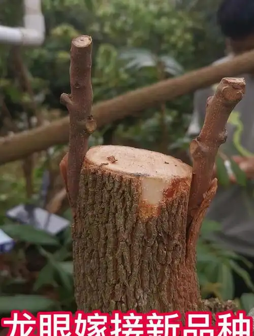 果树龙眼的嫁接过程,记得对准砧木的形成层,这样成活率才高
