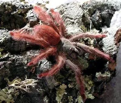 性  格:凶猛,带有攻击性 原 产 地:法属圭亚那热带雨林 红树蜘蛛的