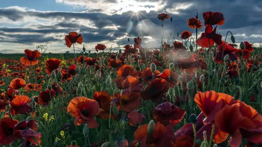 罂粟花唯美意境壁纸图片,壁纸类别:唯美,分辨率:1920x1080