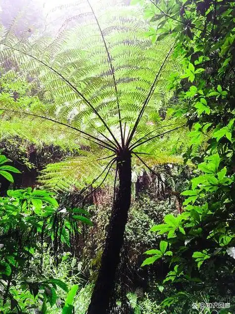探秘桫椤:中国南方的古老生命之树