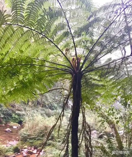 一种现今仅存的木本蕨类植物——与恐龙同时代的活化石树蕨桫椤