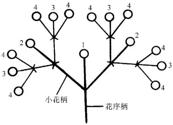 典型的二歧聚伞花序(图3-9),花轴顶端发育成花后停止生长,形成一级