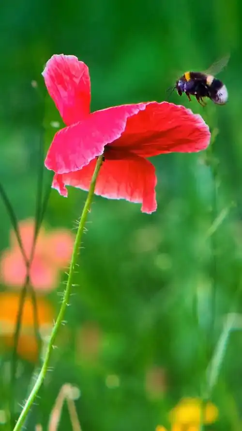 唯美意境,唯美,花朵,罂粟花,手机壁纸红色罂粟花